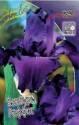 Ирис Банбури Раффлс 1 шт