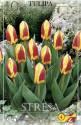 Тюльпан Стреза кауфмана 10 шт 12/+