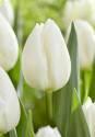 Тюльпан Уайт Марвел 11/12 100 шт