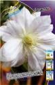 Клематис Шираюкихиме 25шт