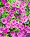 Калибрахоа Каблум насышенный розовый СиО