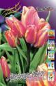 Тюльпан Дракон Кинг 11/12 7 шт