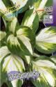 Хоста Энтерпрайз 1 шт