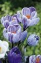 Крокус Стрипед Бьюти 7/8 5 шт х5