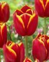 Тюльпан Флаинг Дракон 10 шт
