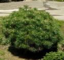 Сосна Pinus nigra Brepo C1,5 