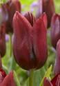 Тюльпан Нэшионал Вельвет 10 шт