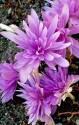 Колхикум Waterlily 14/16 30 шт