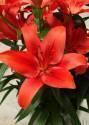Лилия Коралло Бич 10 шт 