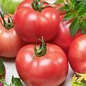 Помидоры Розовая Катя F1 СиО