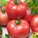 Помидоры Розовая Катя F1 СиО