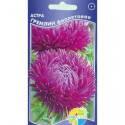 Астра Гремлин фиолетовая Акв
