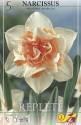 Нарцисс Риплет махровый 60 шт 14/16