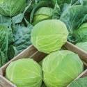 Капуста белокочанная Марло F1 СиО