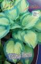 Хоста Супер Нова 1 шт