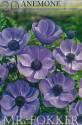 Анемона Мистер Фоккер 20 шт 6/+
