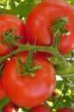 Томат Вологда F1 СС