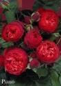 Роза Пиано 1 шт чайно-гибридная