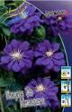 Клематис Кири Те Канава 25 шт