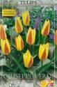 Тюльпан Джузеппи Верди ботанический 25 шт 11/12