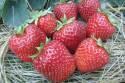 Земляника садовая Сан Андреас 5 шт