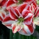 Амариллис Клоун 1шт *