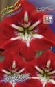Амариллис Барбадос 1 шт