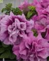 Петуния Сливовые жилки махр Каскад F1 Наш