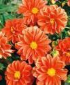 Георгина Опера оранжевая СиО