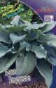 Хоста Блю Энджел 1 шт