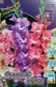 Гладиолус Фриззлд Микс 10/12 100 шт