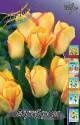Тюльпан Аутбрек 12/ 7 шт
