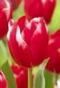 Тюльпан Темптейшн 10 шт