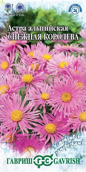 Астра Снежная королева альпийская сер. Устойчив заморозкам Гав