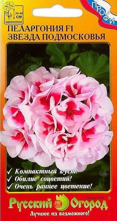 Пеларгония Звезда Подмосковья НК
