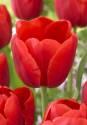 Тюльпан Кай 10 шт