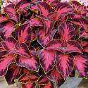 Колеус Солнечный свет Вишня в шоколаде СиО