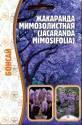 Жакаранда мимозолистная Реш