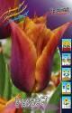 Тюльпан Реквест 11/12 7 шт