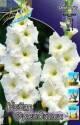 Гладиолус Уайт Френдшип 10/12 100 шт 