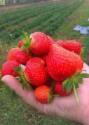 Земляника садовая Вима Рина 100 шт