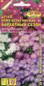 Астра Бархатный сезон новобельгийская Аэл