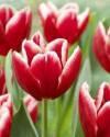 Тюльпан Вампир  10 шт