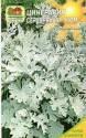 Цинерария Серебряный гном Наш