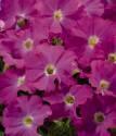 Петуния Аладдин неон F1 Ав