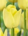 Тюльпан Лаймлайт 10 шт