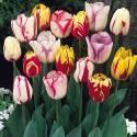Тюльпан Рембранд Микс 100 шт