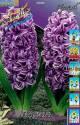 Гиацинт Перпл 3 шт 14/15