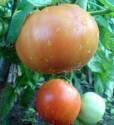 Томат Долгохранящийся СС