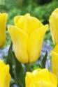 Тюльпан Стронг Голд 10/11 2 шт х5